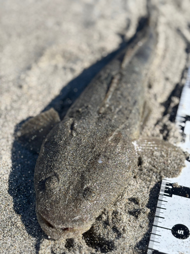 マゴチの釣果