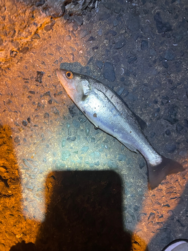 マリナタウン海浜公園