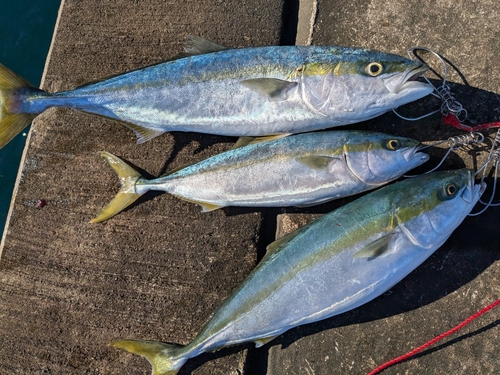 ワラサの釣果