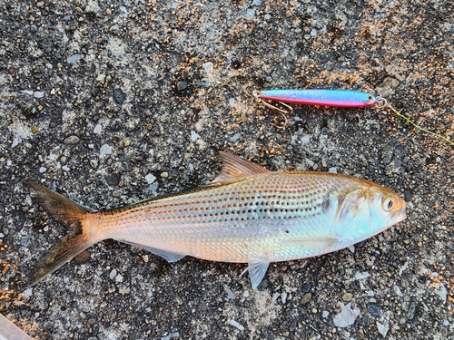 コノシロの釣果