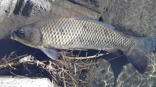 コイの釣果