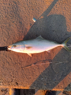 イナダの釣果