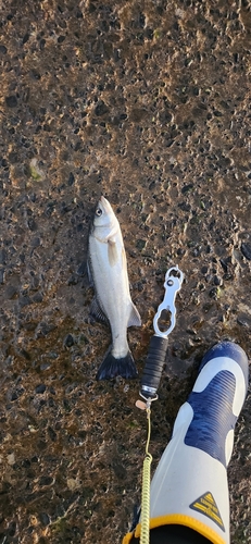 セイゴ（マルスズキ）の釣果