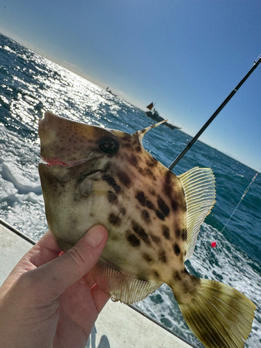 カワハギの釣果