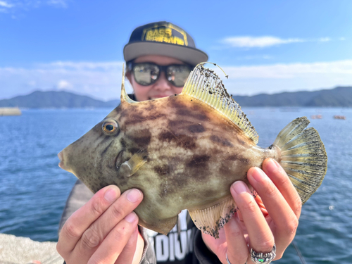 カワハギの釣果