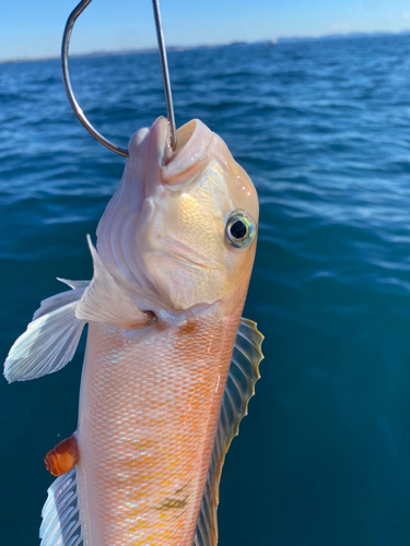 アマダイの釣果