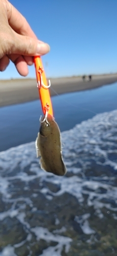 シタビラメの釣果