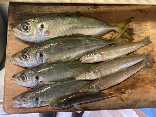 アジの釣果