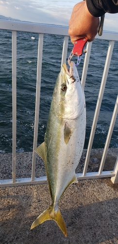 メジロの釣果