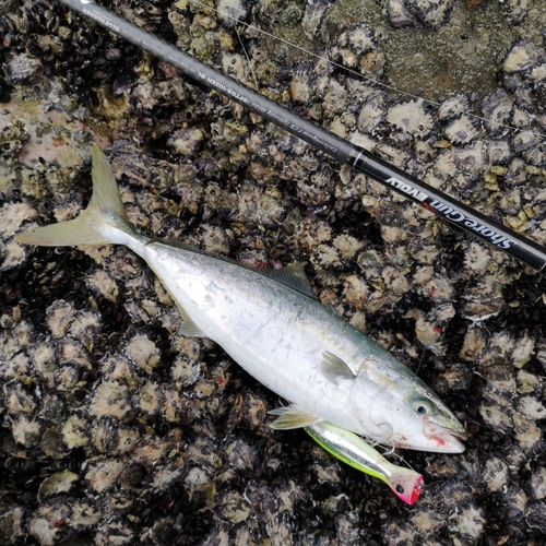 ハマチの釣果