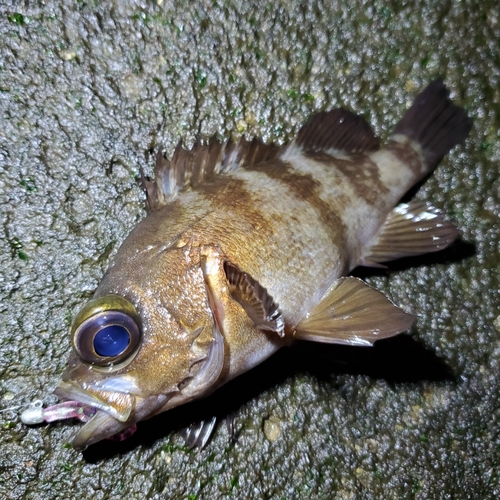 メバルの釣果