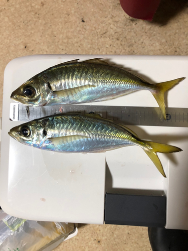 アジの釣果