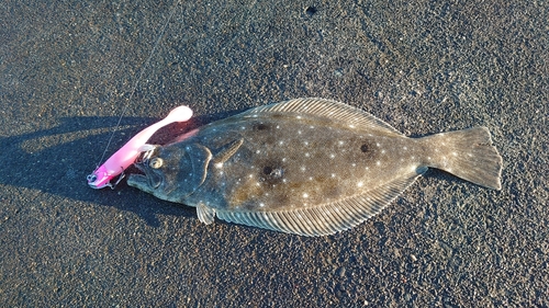 ソゲの釣果