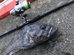 クロソイの釣果