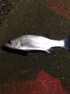 セイゴ（マルスズキ）の釣果