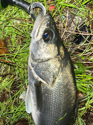 スズキの釣果