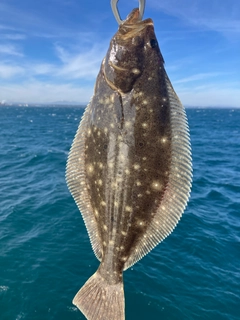 ソゲの釣果