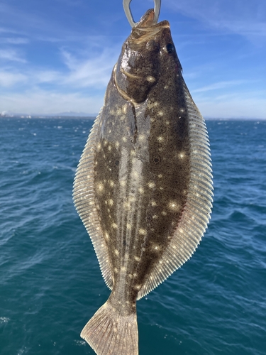 ソゲの釣果