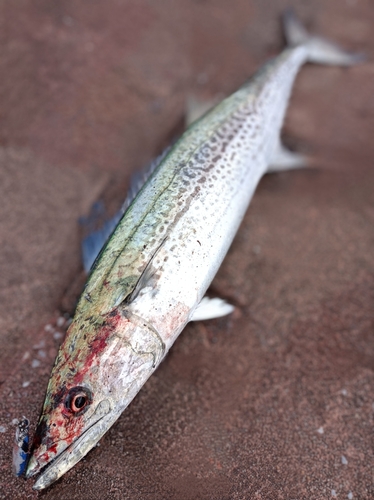 サワラの釣果