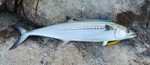 サゴシの釣果