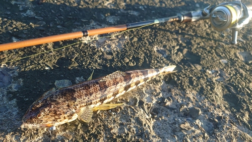 ホシノエソの釣果