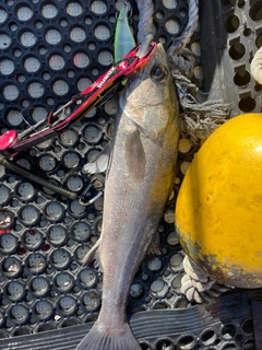 セイゴ（マルスズキ）の釣果