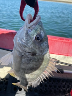 キビレの釣果