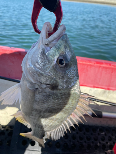 キビレの釣果