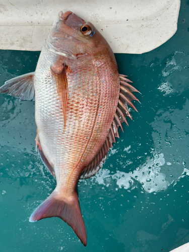 マダイの釣果