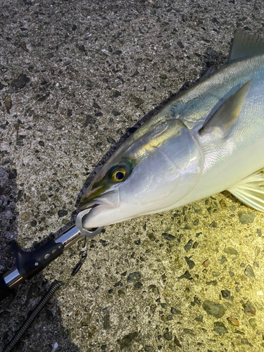 メジロの釣果