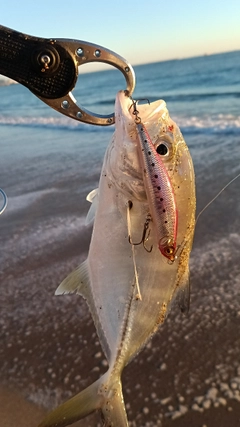 スズキの釣果