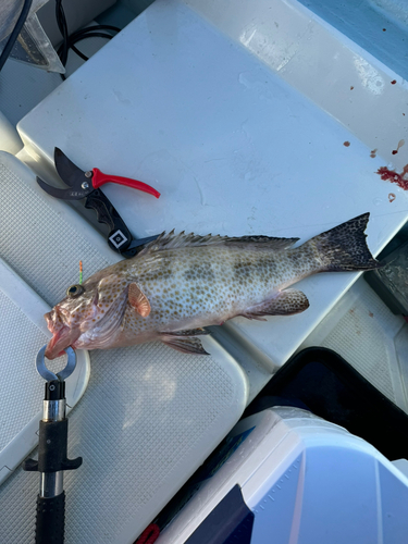 オオモンハタの釣果