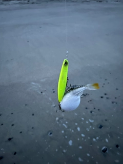 クサフグの釣果