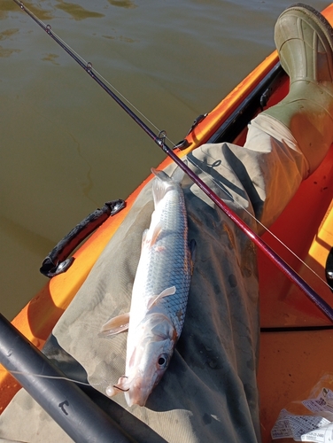 ニゴイの釣果