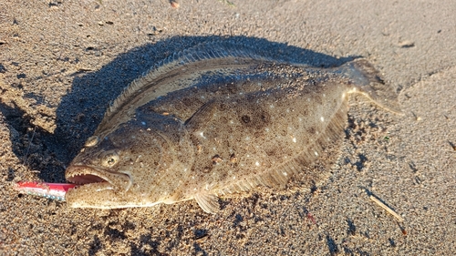 ヒラメの釣果