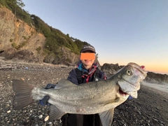 ヒラスズキの釣果