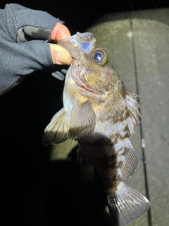 シロメバルの釣果