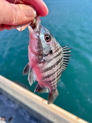 クロダイの釣果