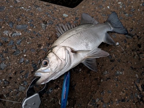 セイゴ（ヒラスズキ）の釣果