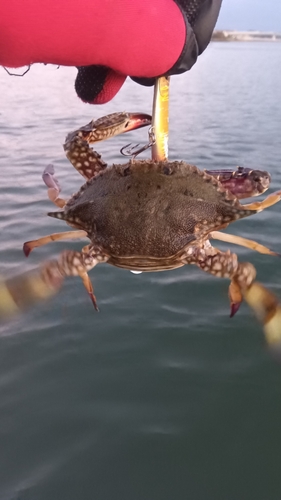 カニの釣果