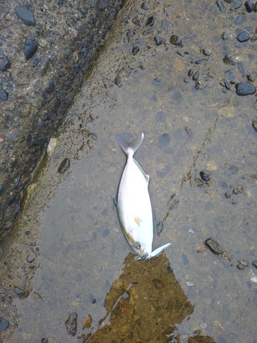 ショゴの釣果