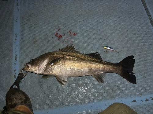 シーバスの釣果