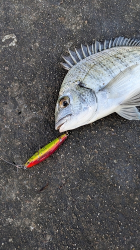 ミナミクロダイの釣果