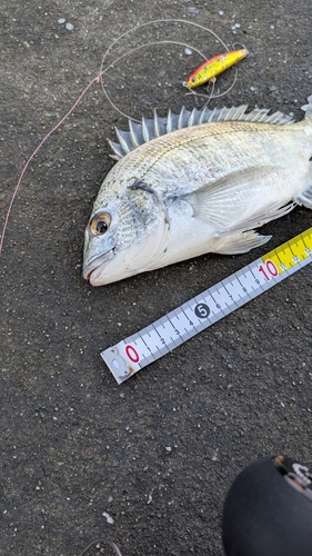 ミナミクロダイの釣果