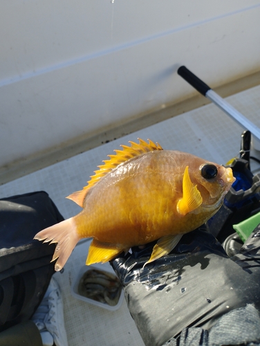 スズメダイの釣果