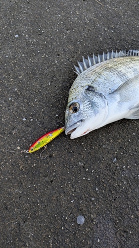 ミナミクロダイの釣果