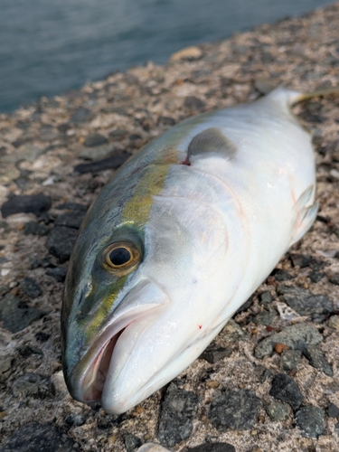 ヤズの釣果