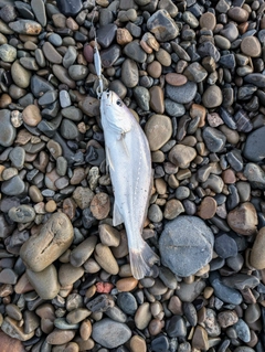 シログチの釣果