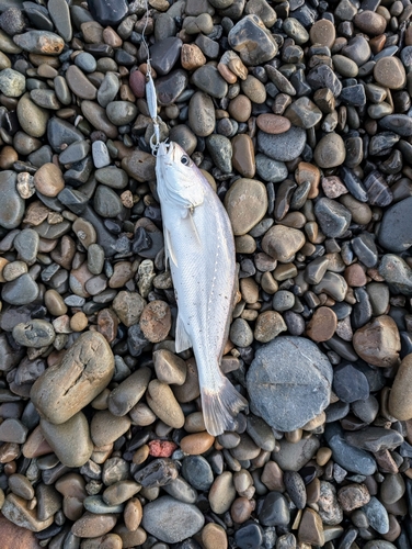 シログチの釣果