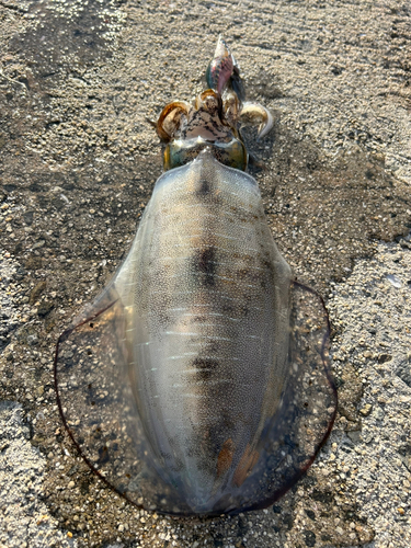 カレイの釣果